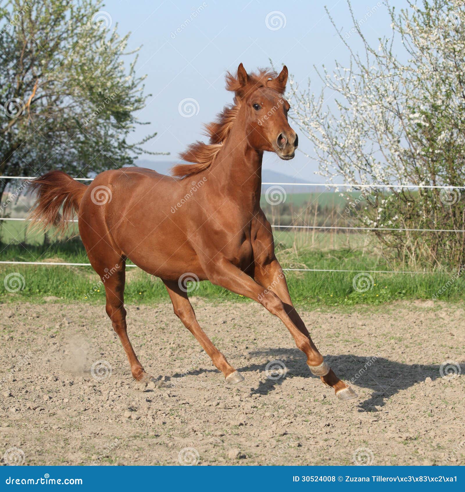 Young Chestnut Horse Running in Spring Stock Photo Image of breed
