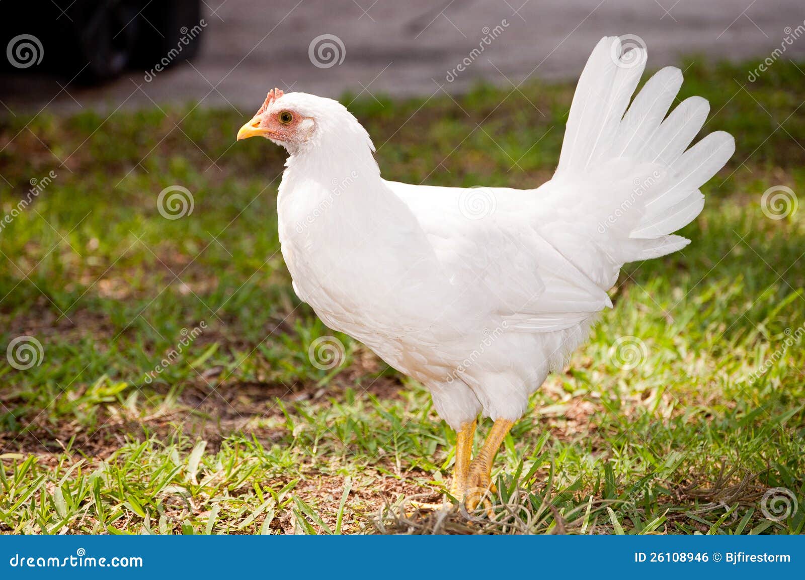 Young Chicken Royalty Free Stock Image - Image: 26108946