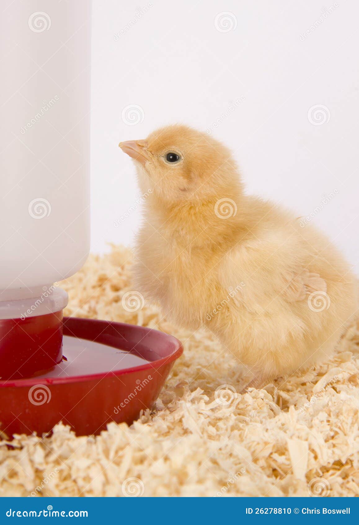 Young Chicken Animal Poultry in Bedding Stock Photo Image of drink