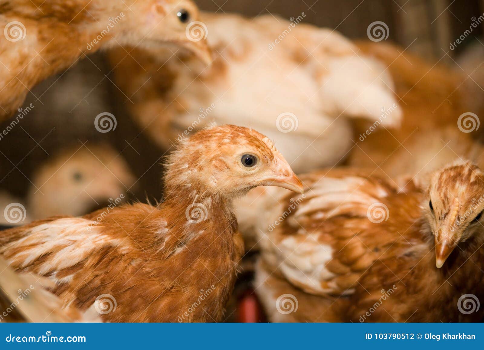 Young chickens in a cage stock photo. Image of breeding 103790512