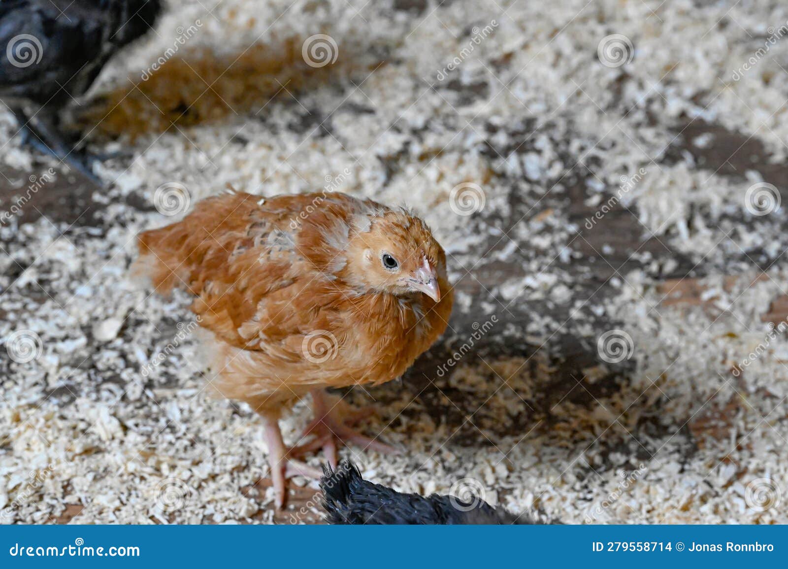 Young Chickens Called Hedemora Chickens in Kumla Sweden Stock Photo