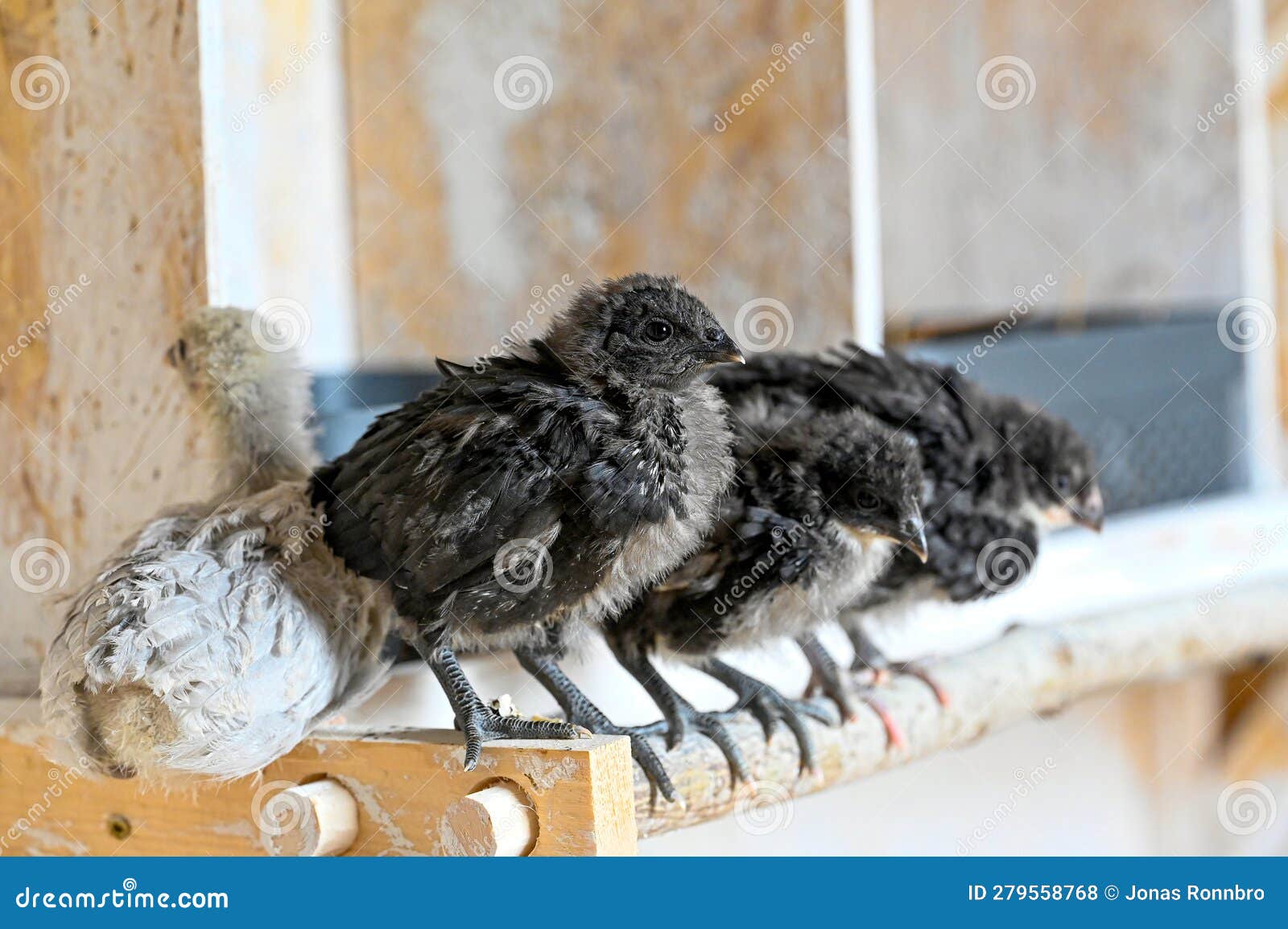 Young Chickens Called Hedemora Chickens in Kumla Sweden Stock Photo