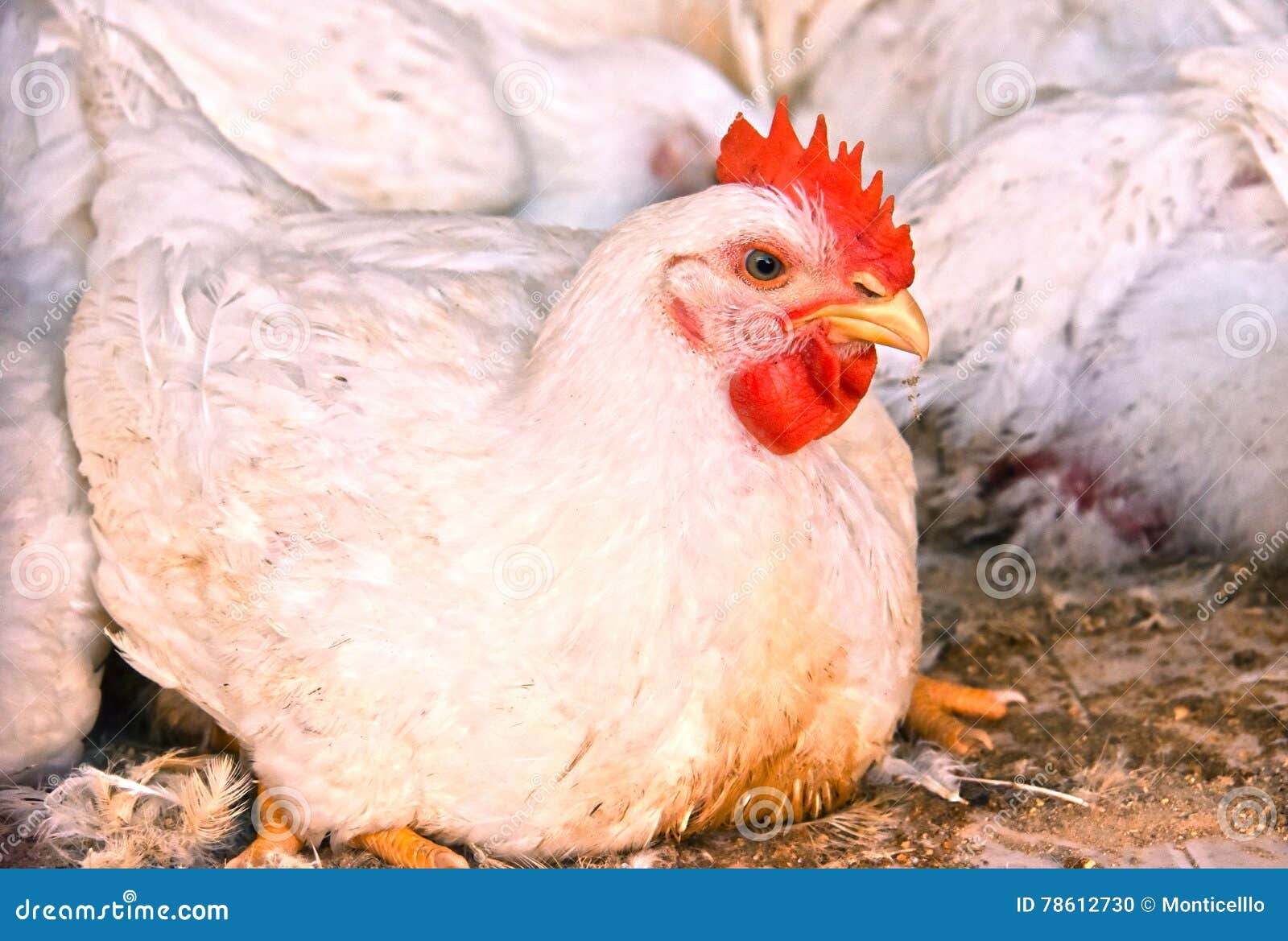 Young Chickens on a Poultry Farm Stock Photo Image of live, chick