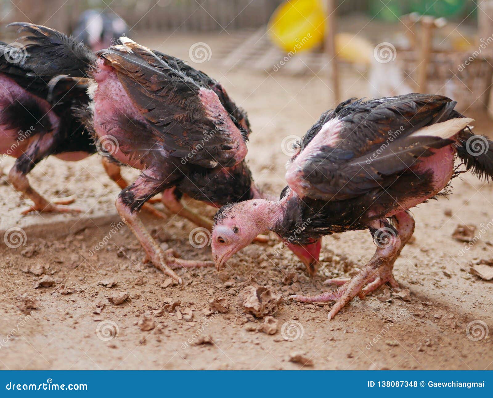 Young Chickens Standing in a Coop with Their Feather Loss, Being Fed