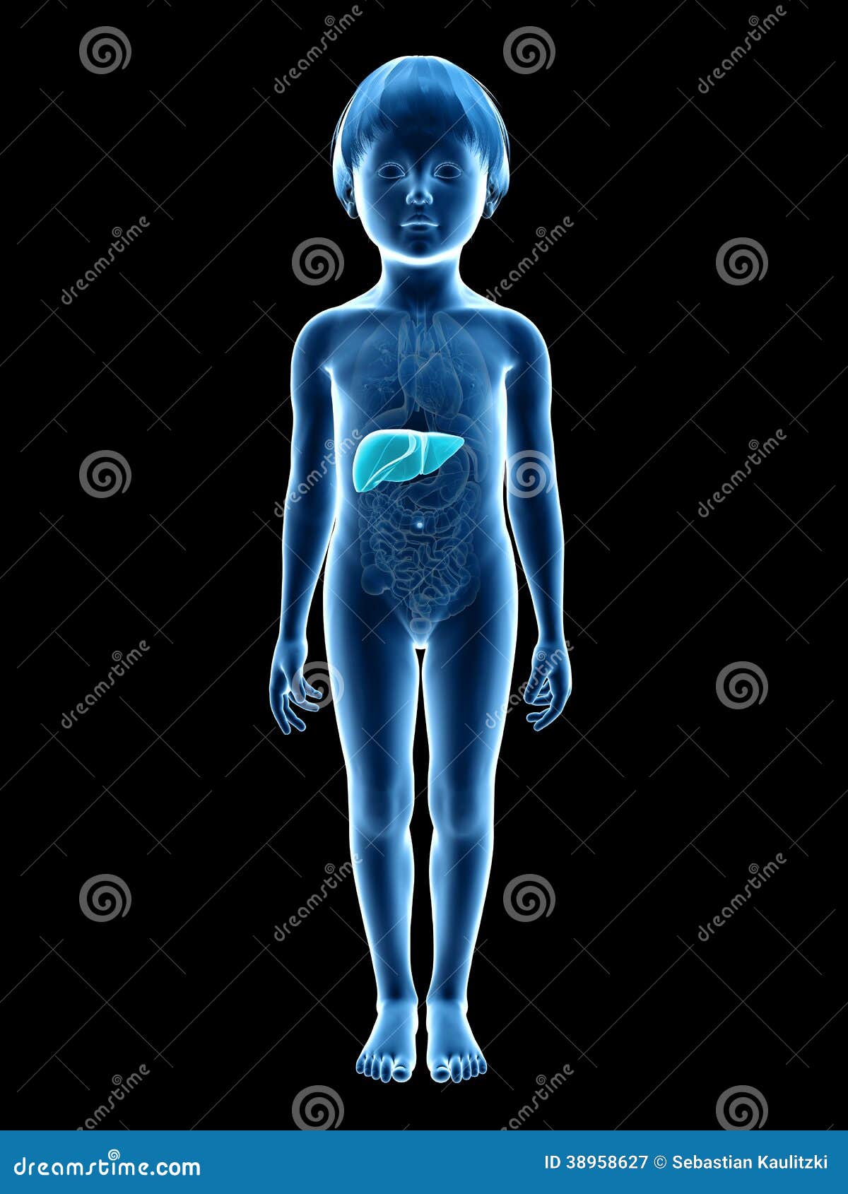 Young child liver stock illustration. Illustration of black 38958627