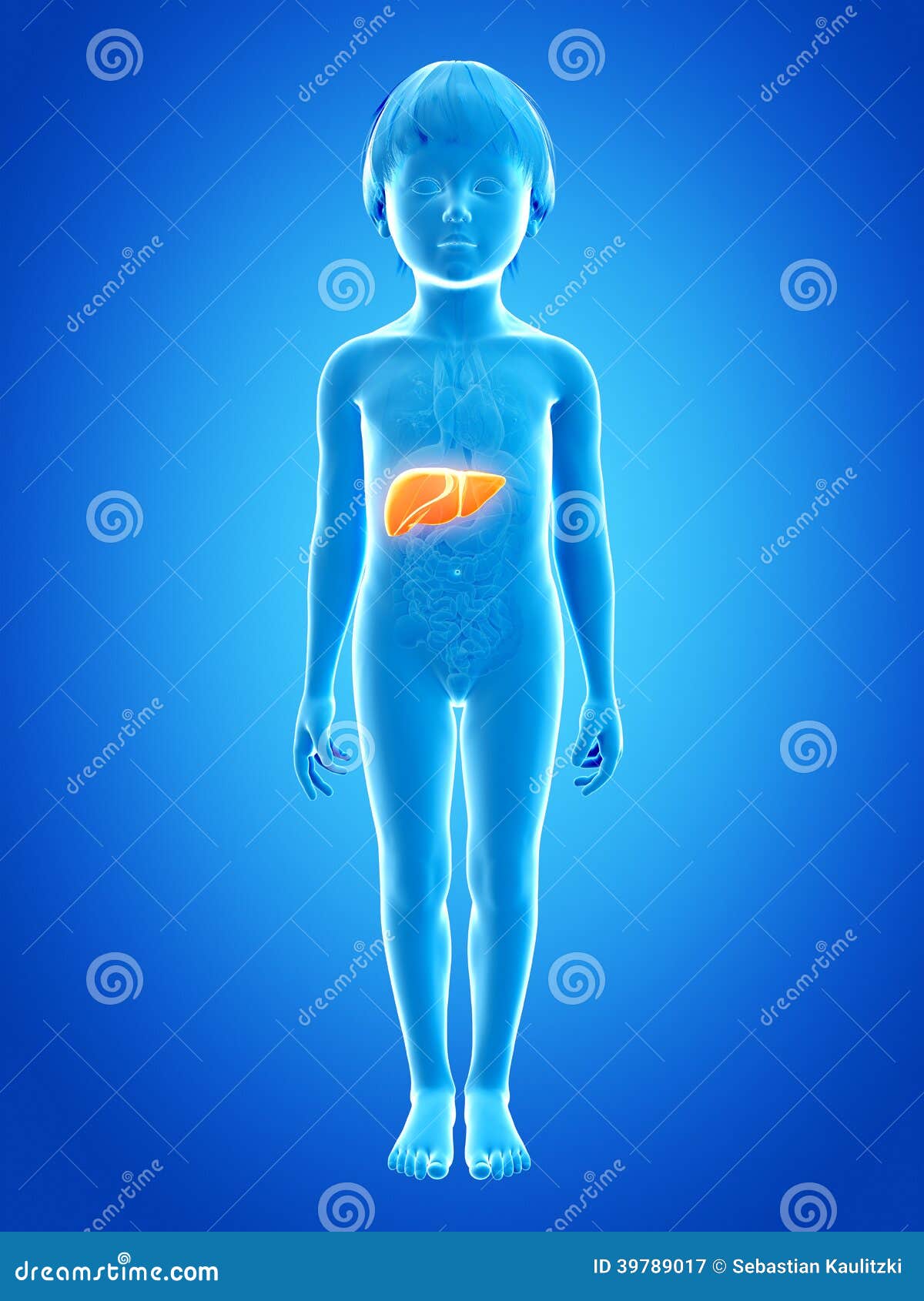 Young child - liver stock illustration. Illustration of medical - 39789017