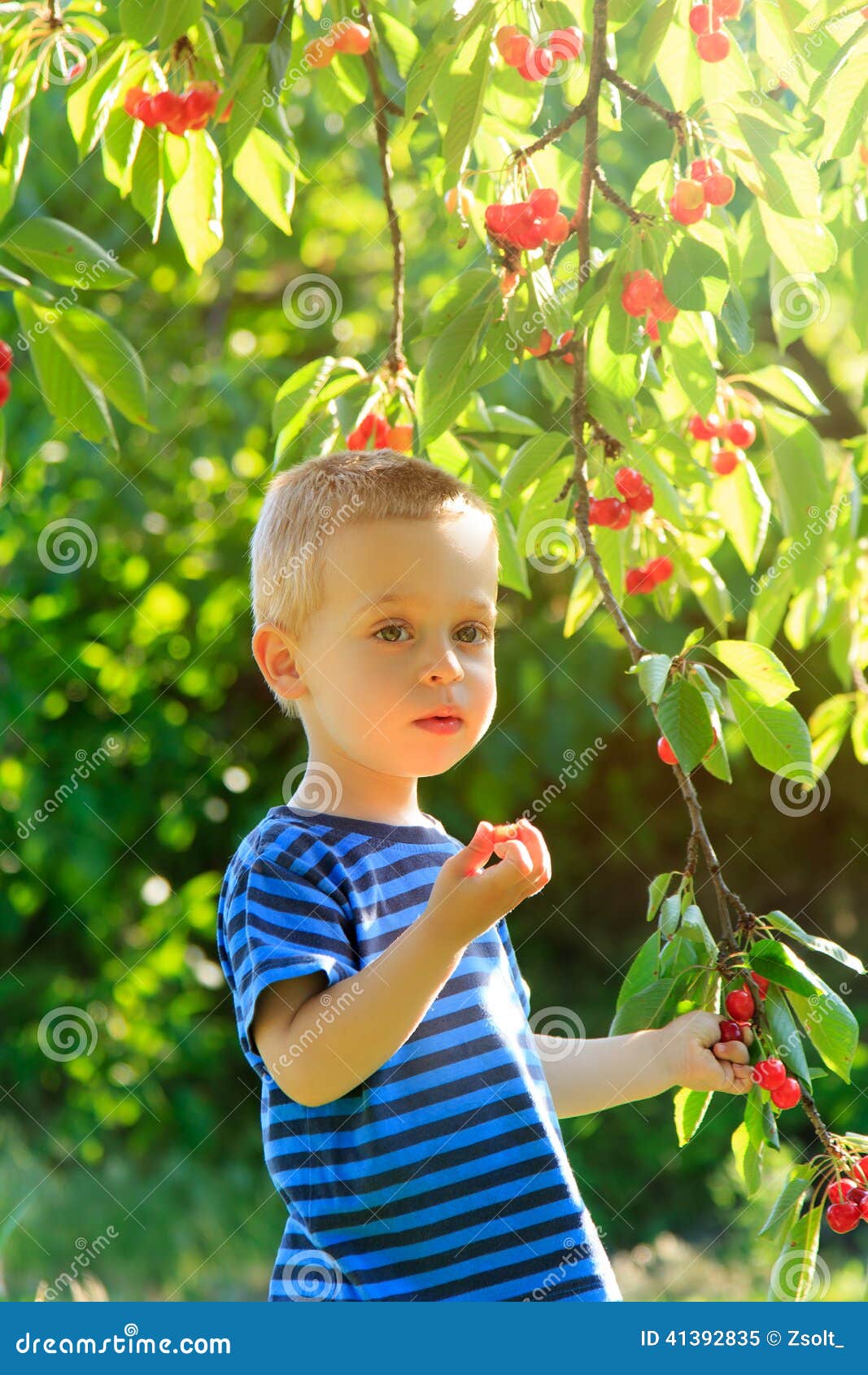 Young Child Picking Up Cherries from the Tree. Stock Image Image of