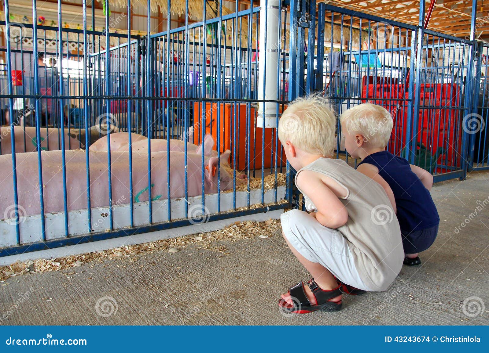 young children looking at pigs at county fair