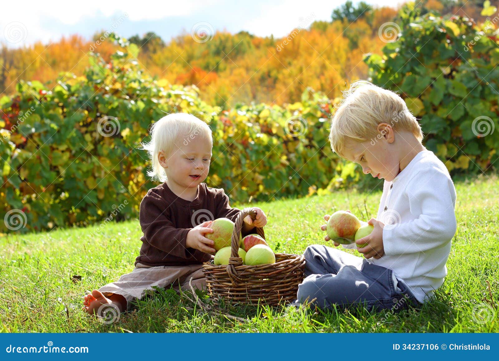 Download Young Children Playing Outside At Apple Orchard Stock Photo - Image of fresh, food: 34237106
