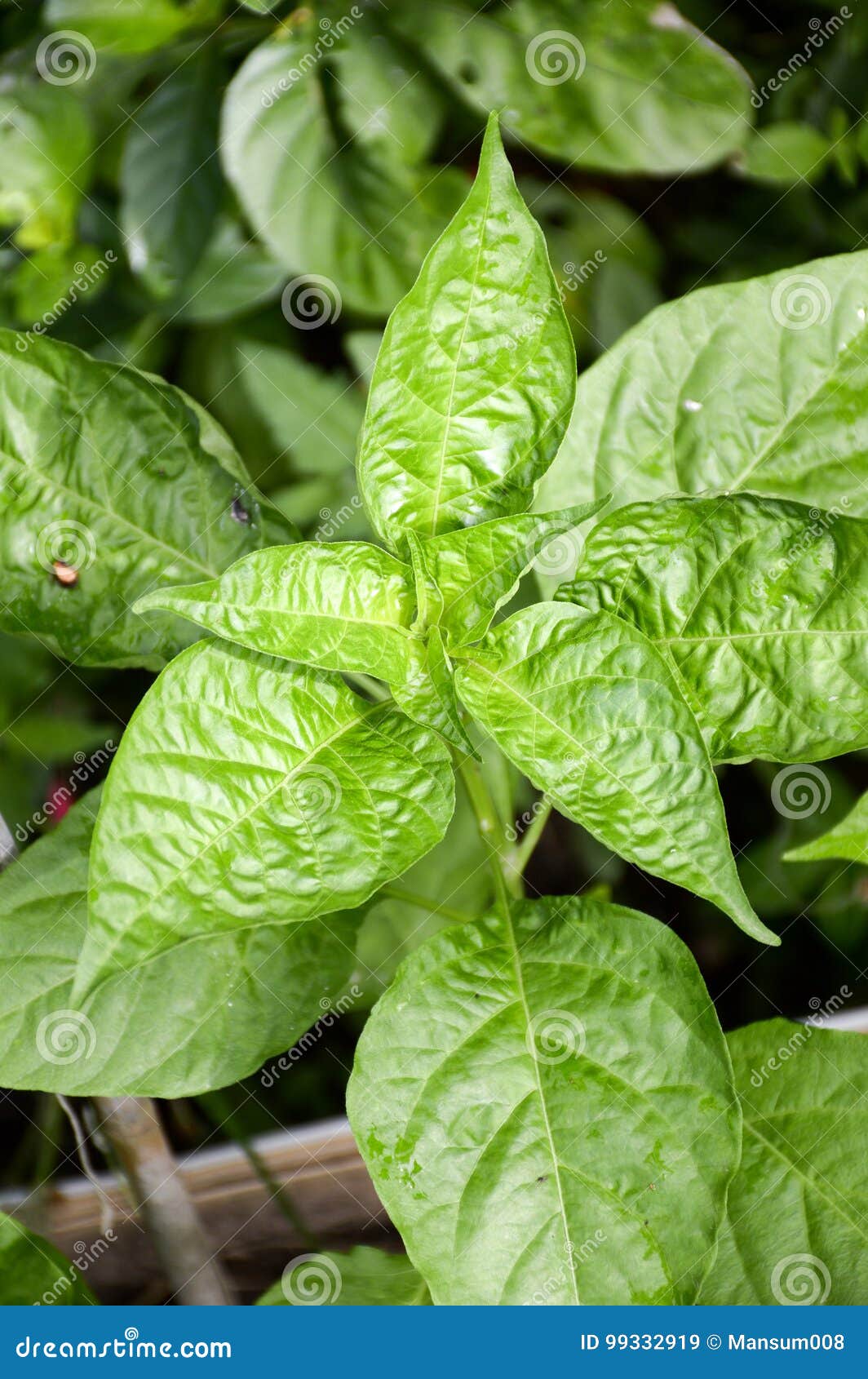 Young Chili Tree on the Ground Stock Image Image of leaf, plants