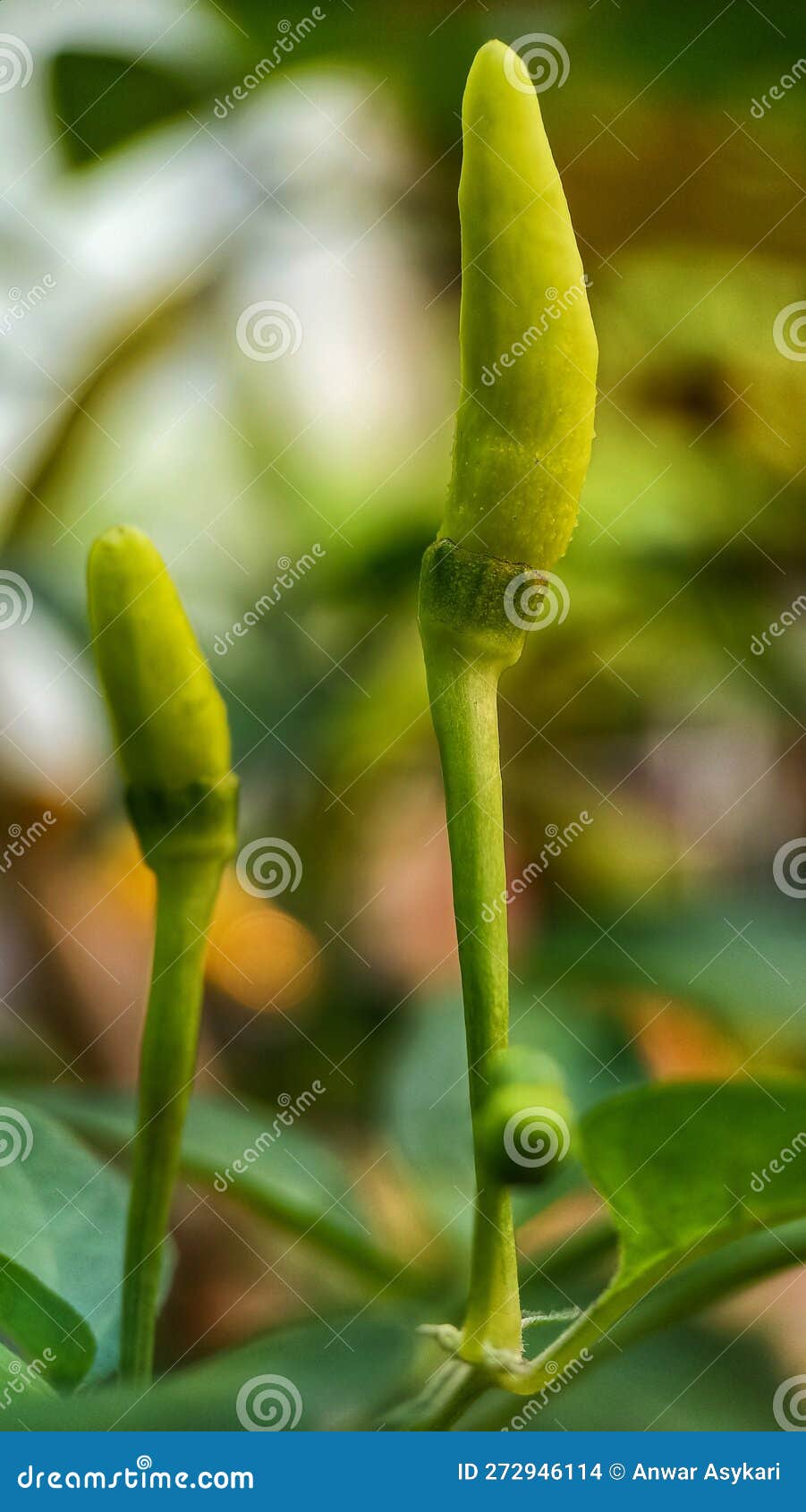 Young Chilli Pepper Stay Up To the Sky Stock Photo Image of leaf