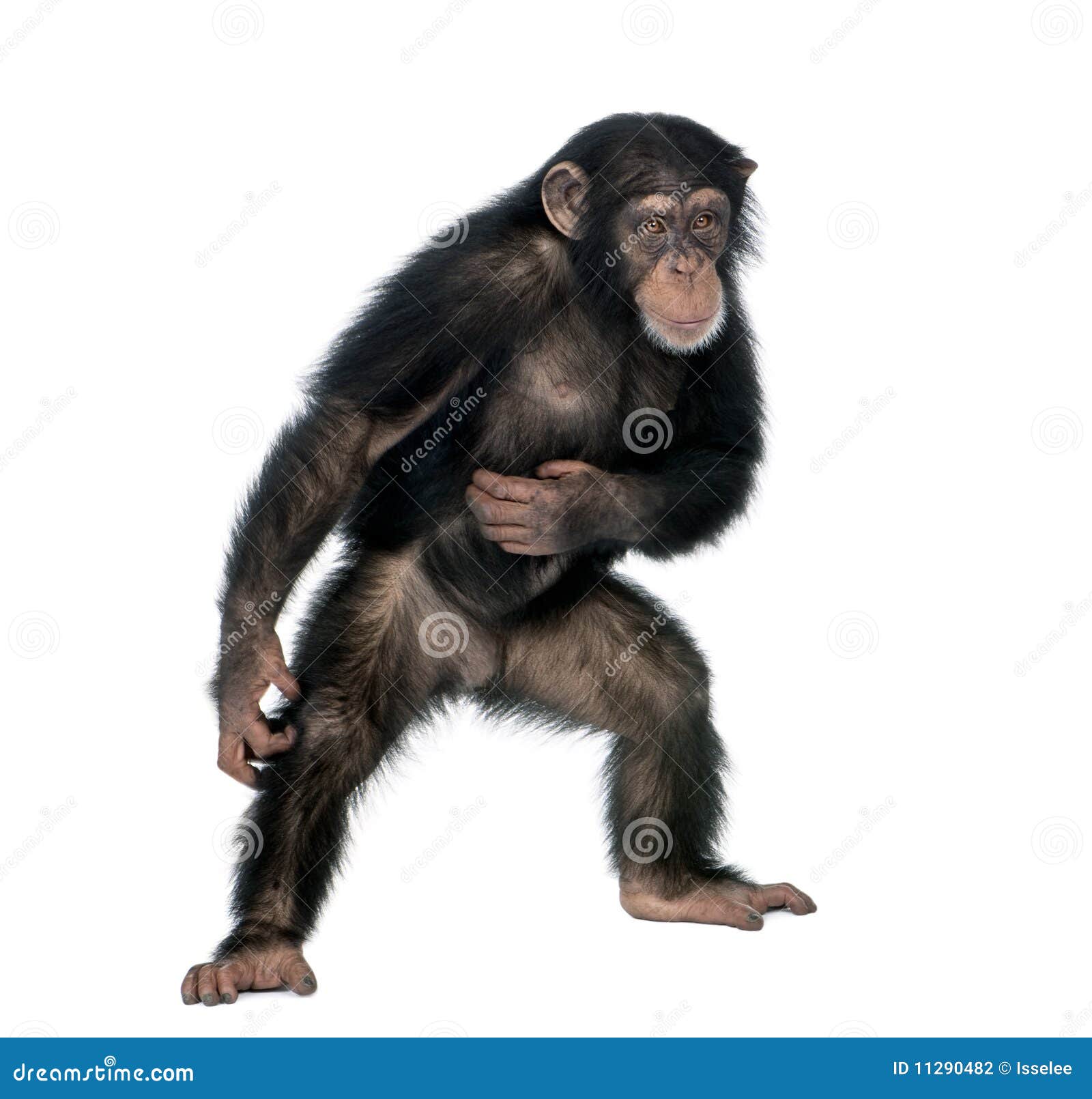 young chimpanzee against white background