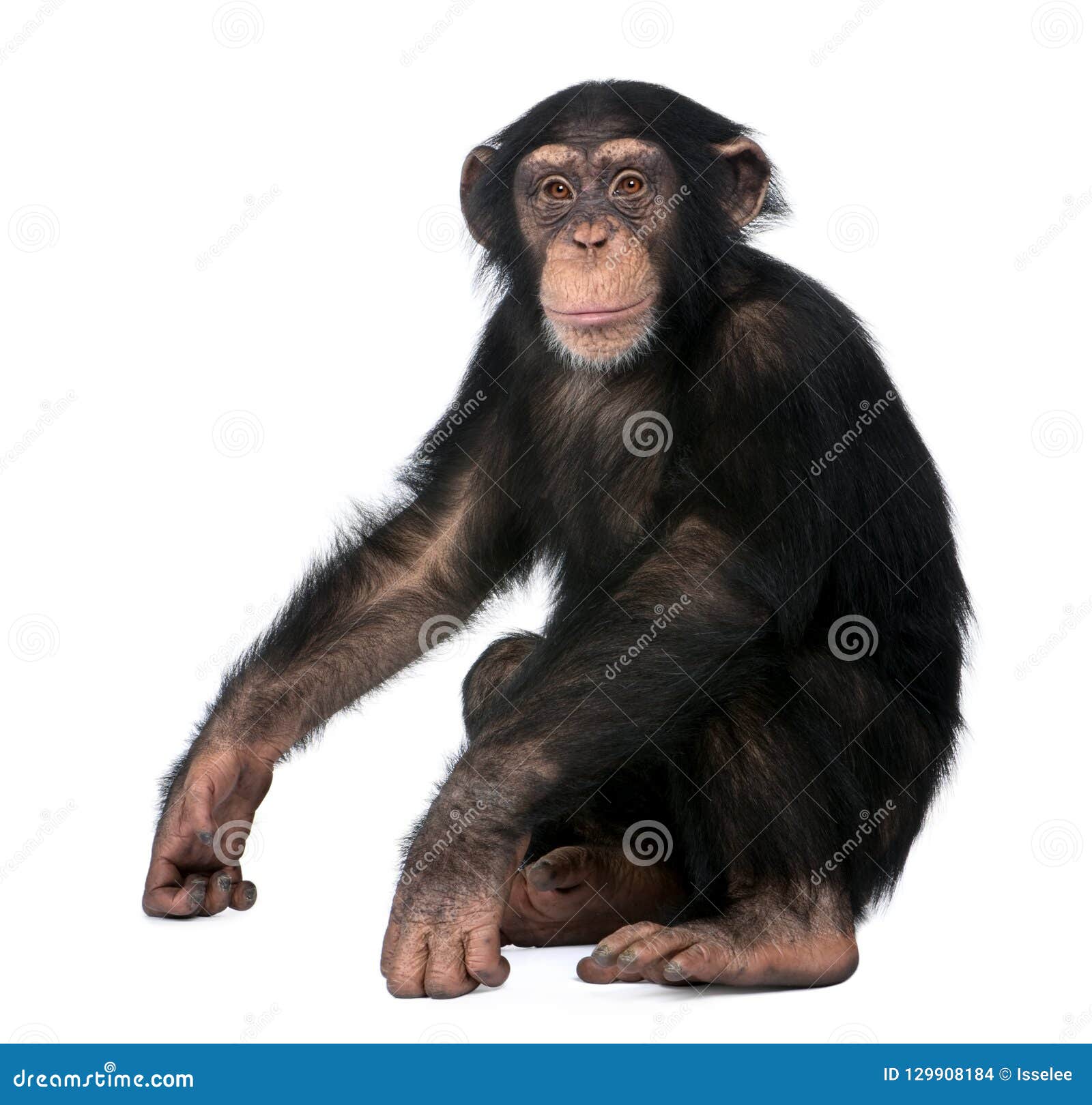 young chimpanzee, simia troglodytes, 5 years old