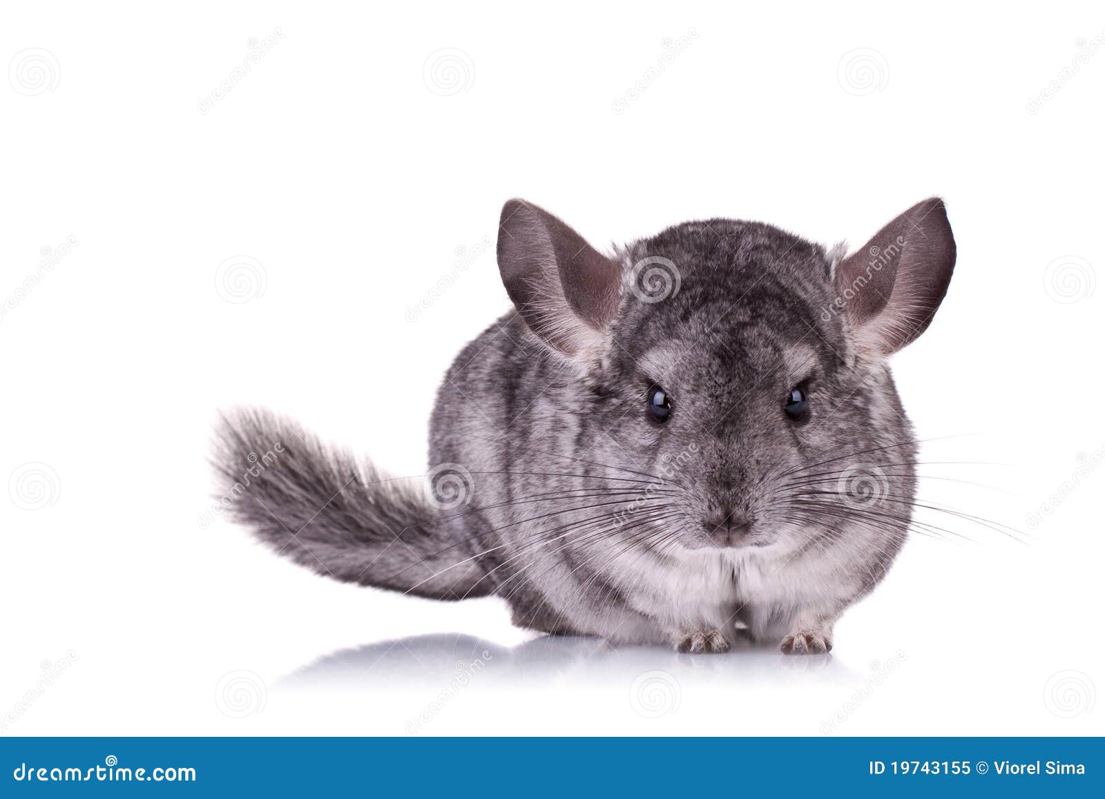 Young Chinchilla stock image. Image of curious, baby 19743155