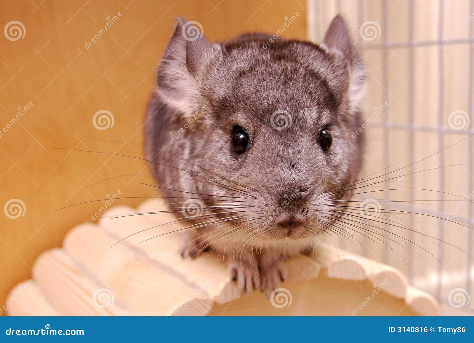 Young chinchilla stock photo. Image of boldness, aspiration 3140816