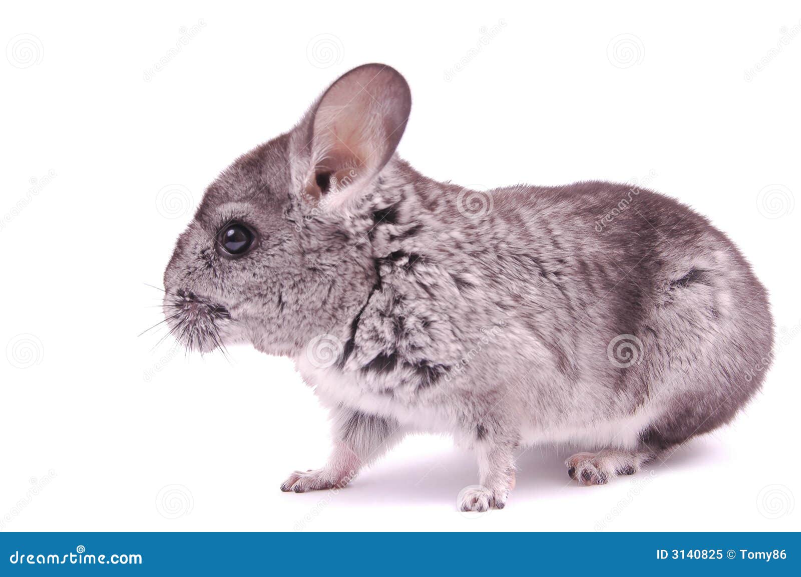 Young Chinchilla stock image. Image of grey, friend, isolated 3140825