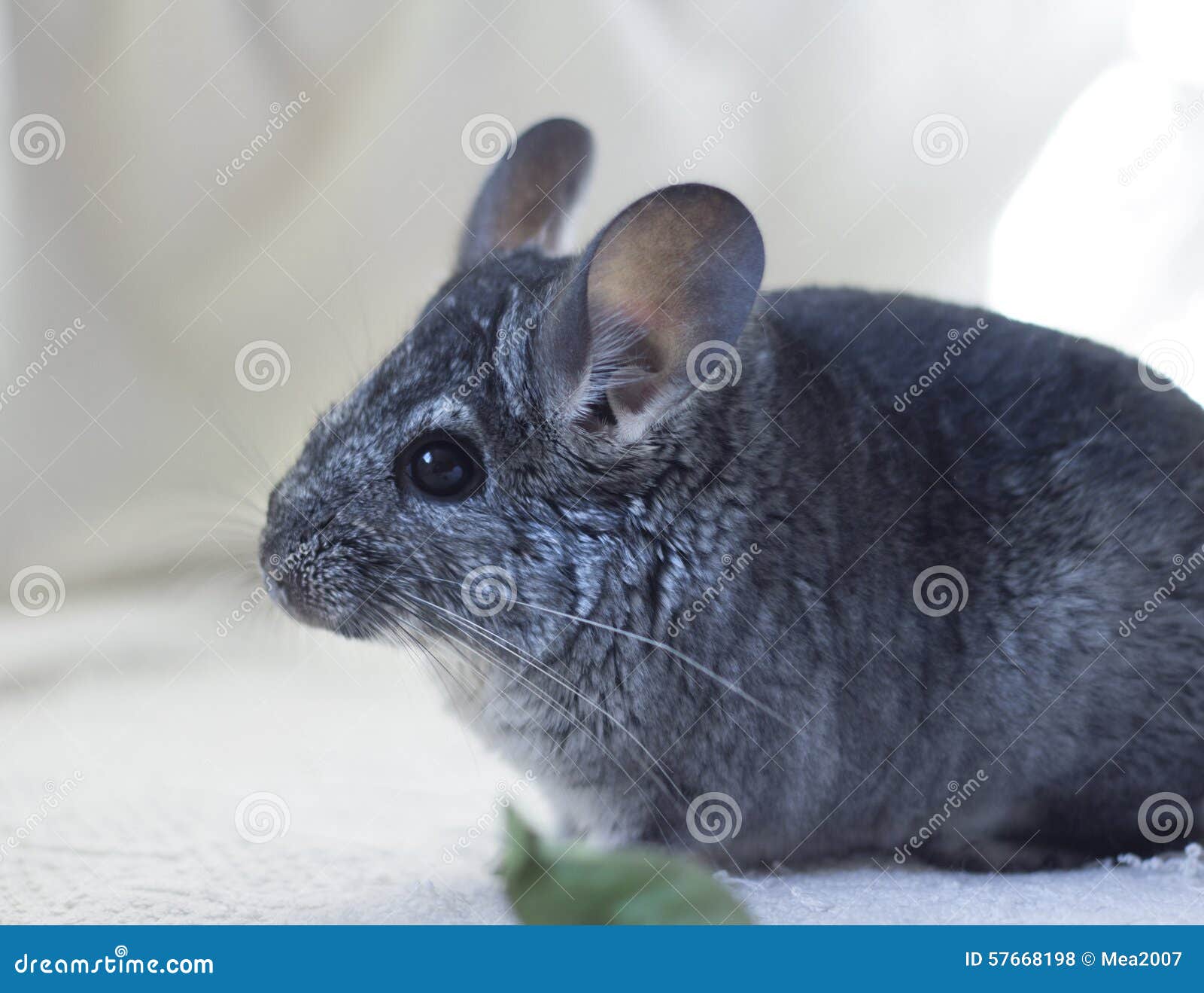Young Chinchilla stock photo. Image of shaded, young 57668198
