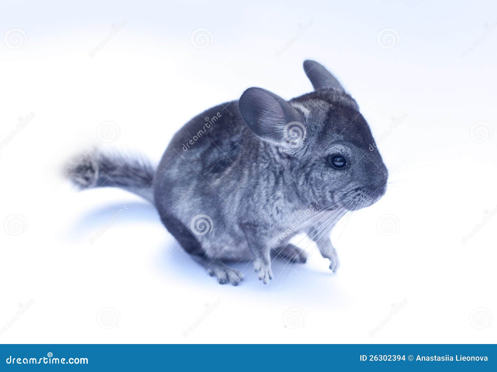 Young Chinchilla on white stock photo. Image of rodent 26302394