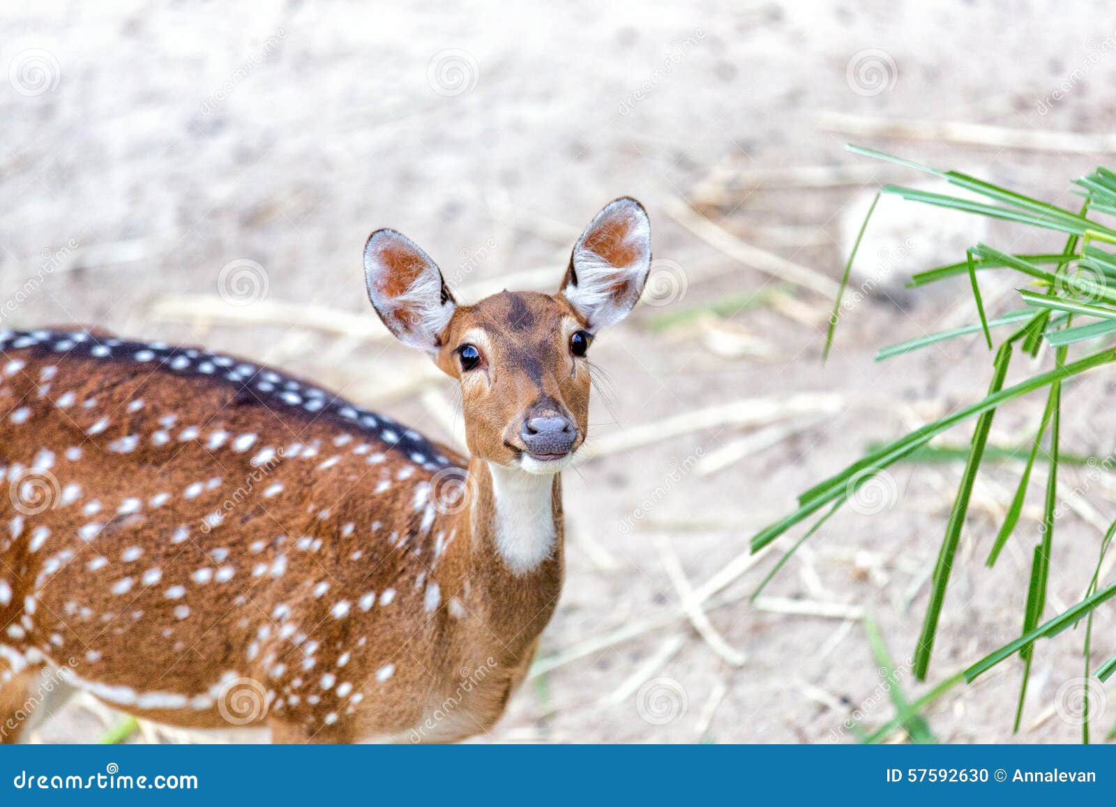 Young Chital or Cheetal Deer (Axis Axis) Stock Photo Image of fawn
