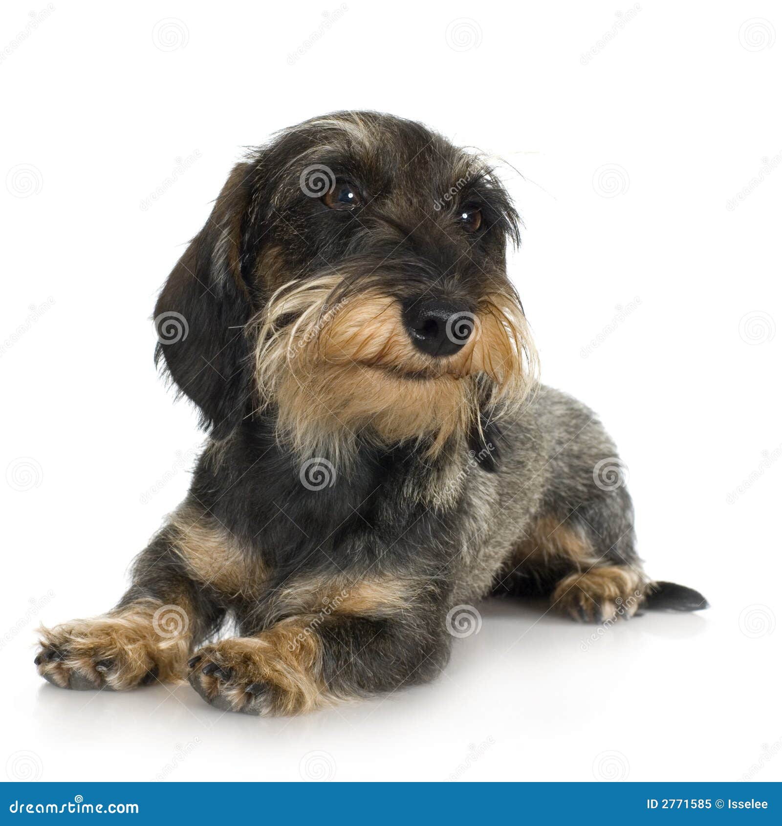 young coarse haired dachshund