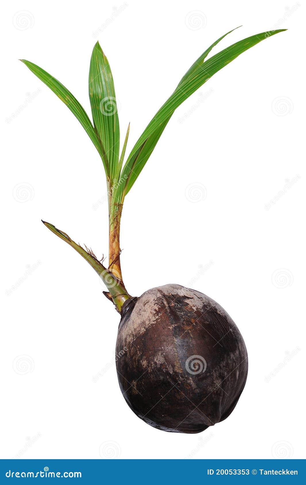 Young Coconut Tree stock image. Image of closeup, nutrition - 20053353