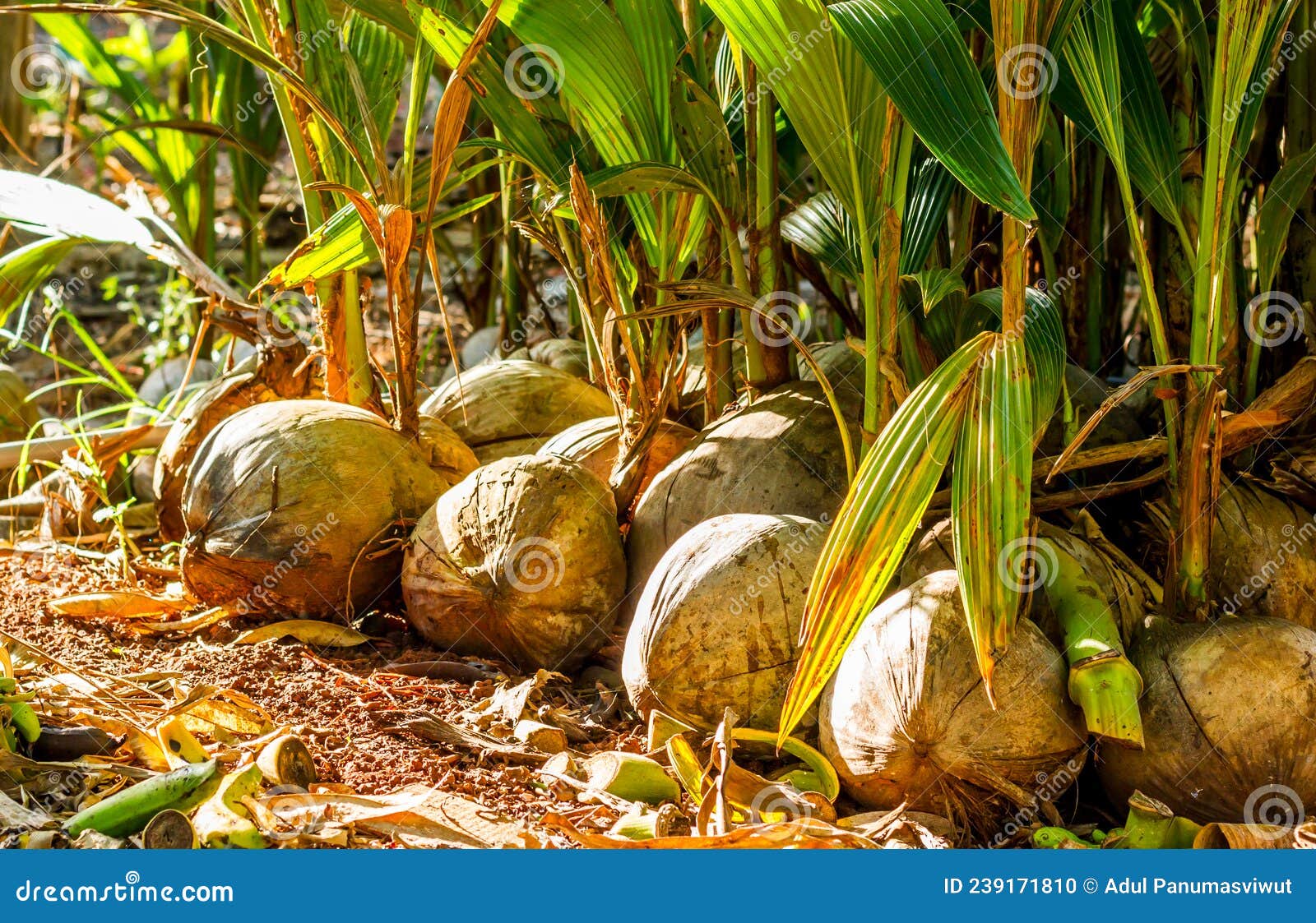 Young Coconut Tree Seed Germination Green Leave Pop Out of the Coconut