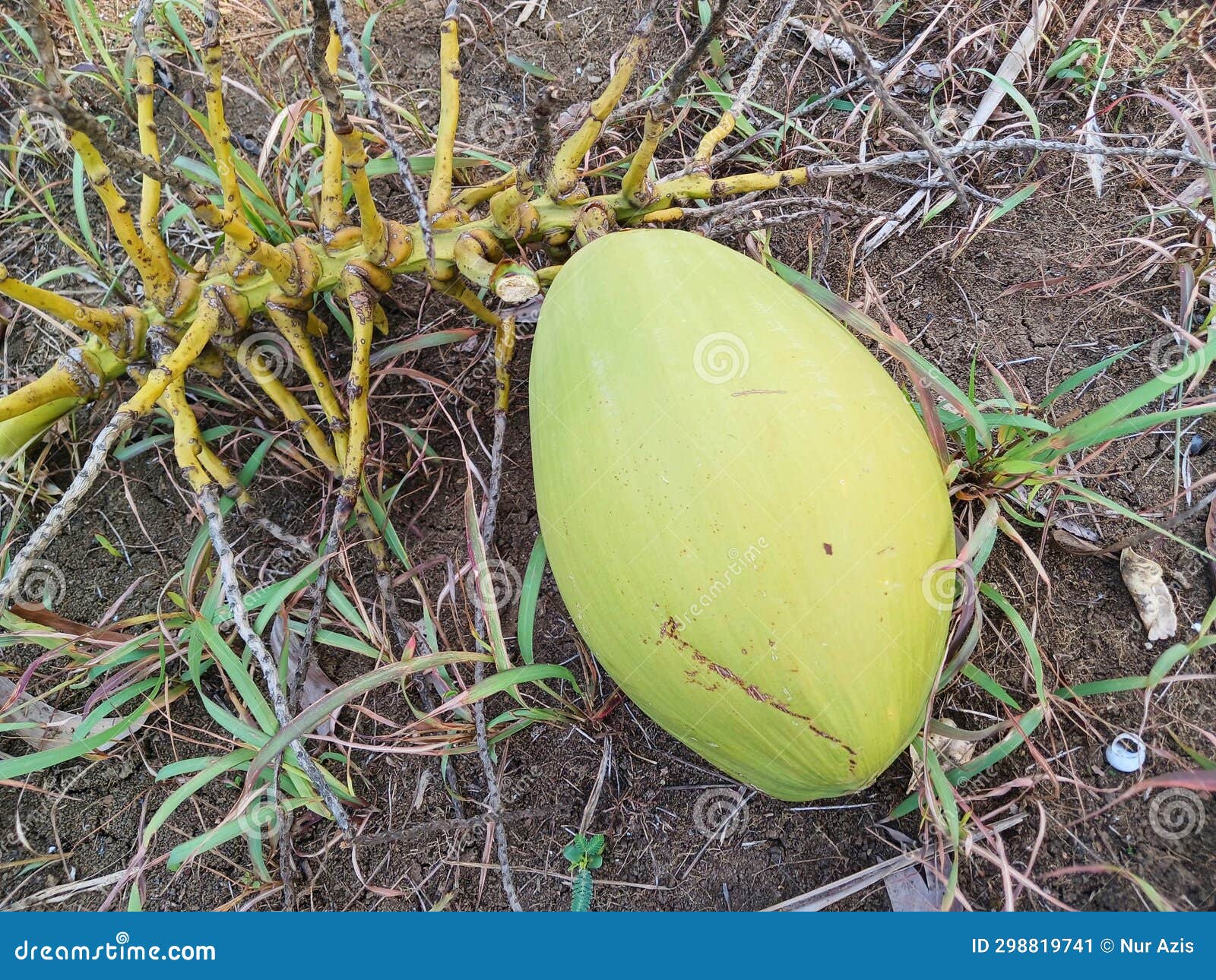 Young Coconuts are Green with Refreshing Fruit Juice. Fresh Young