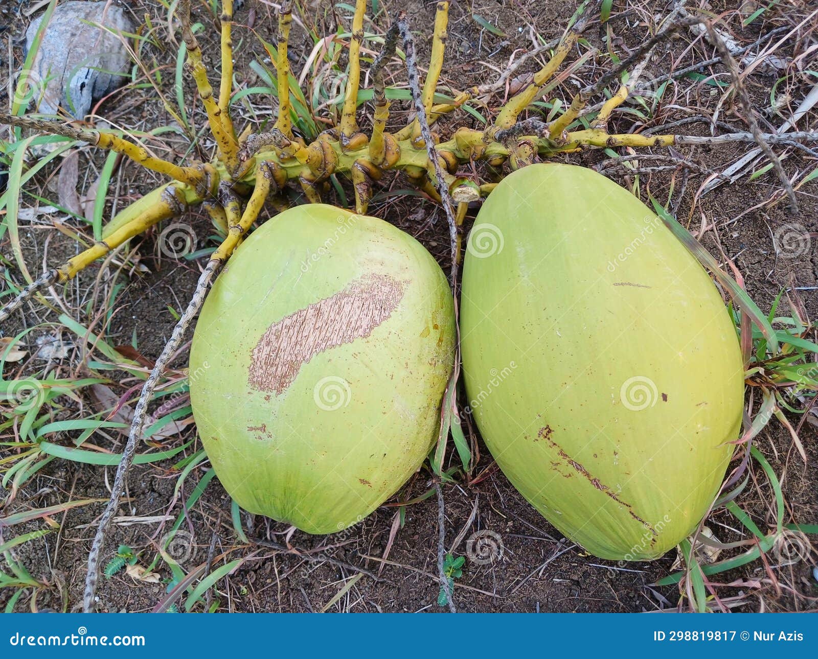 Young Coconuts are Green with Refreshing Fruit Juice. Fresh Young