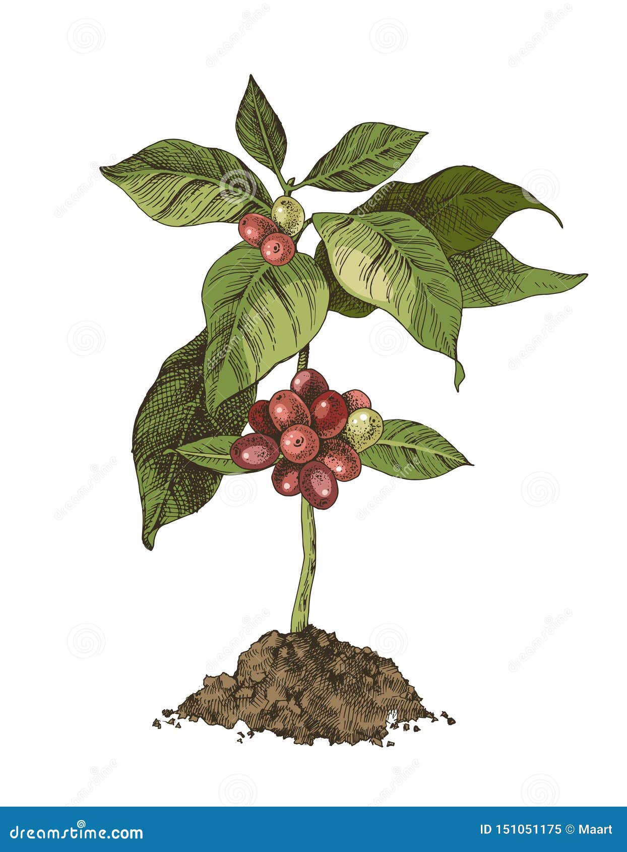 Young Coffee Tree With Beans Stock Vector Illustration