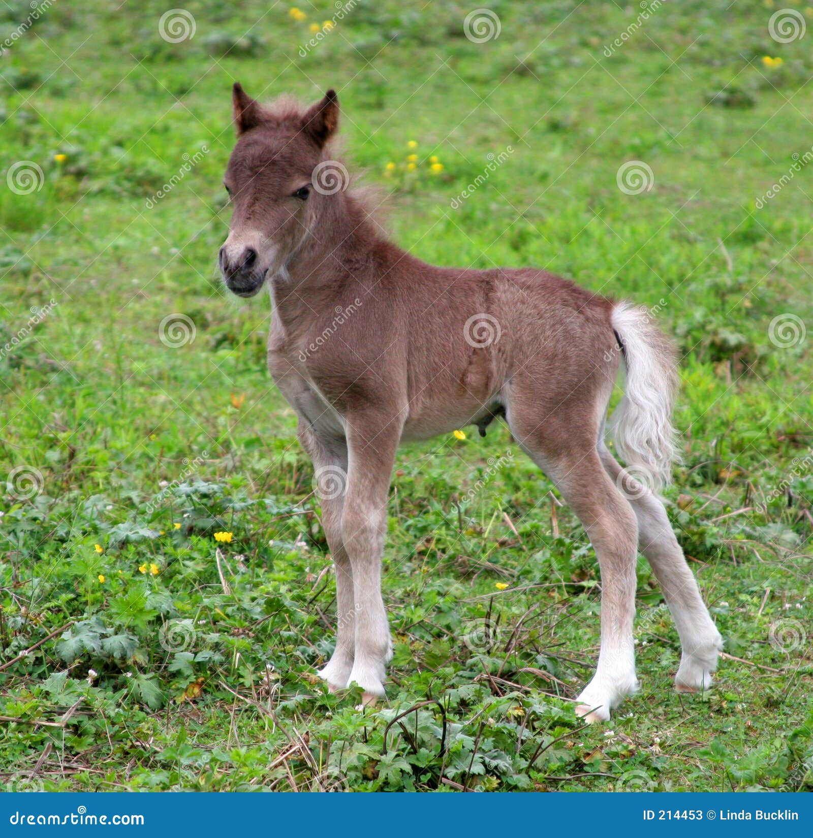 Young Colt stock image. Image of adorable, colt, juvenile - 214453