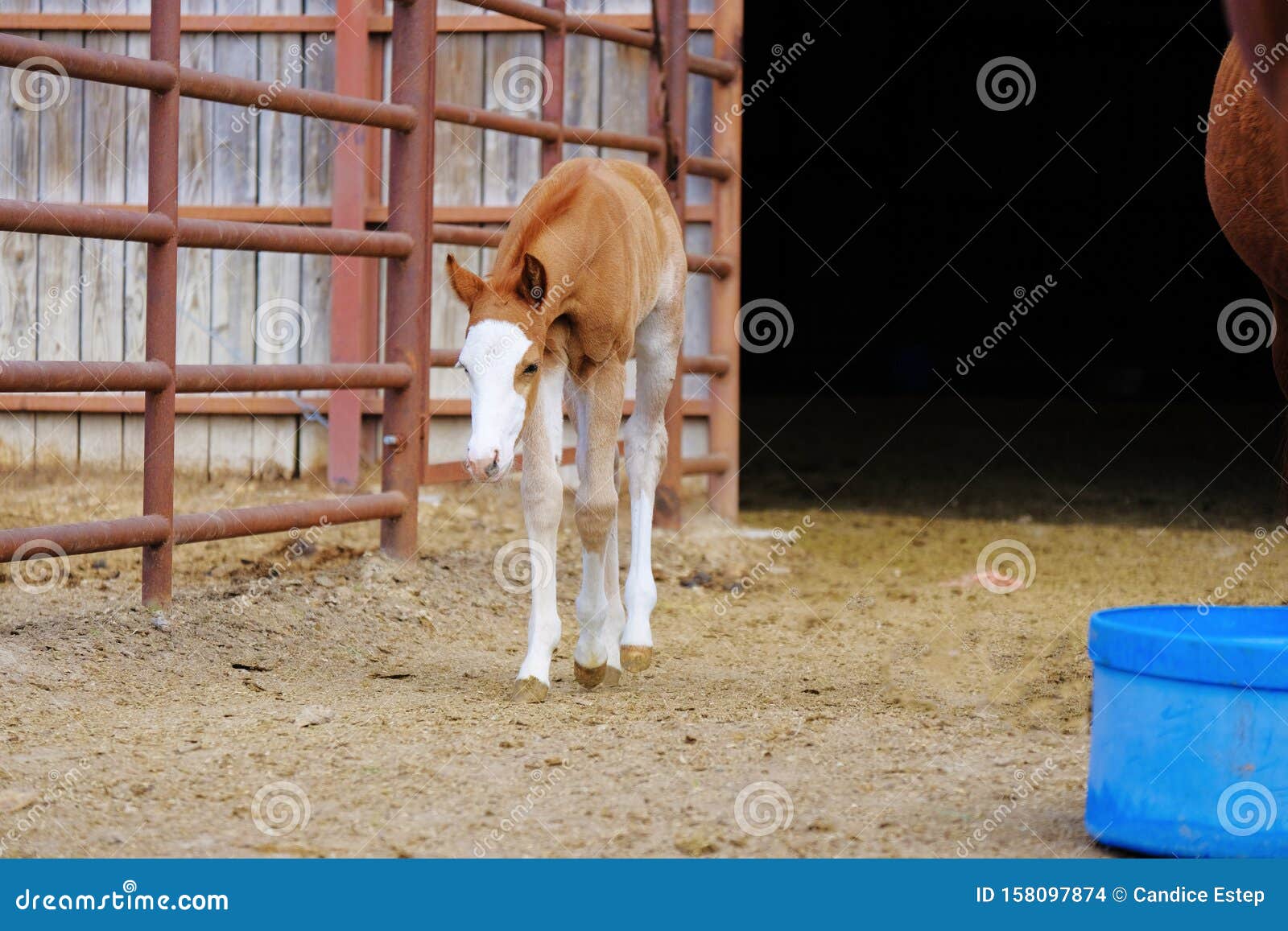 Young Colt Walking, Cute Baby Horse Stock Photo - Image of agriculture, gate: 158097874 Young Colt Walking, Cute Baby Horse Stock Photo - Image of agriculture, gate: 158097874