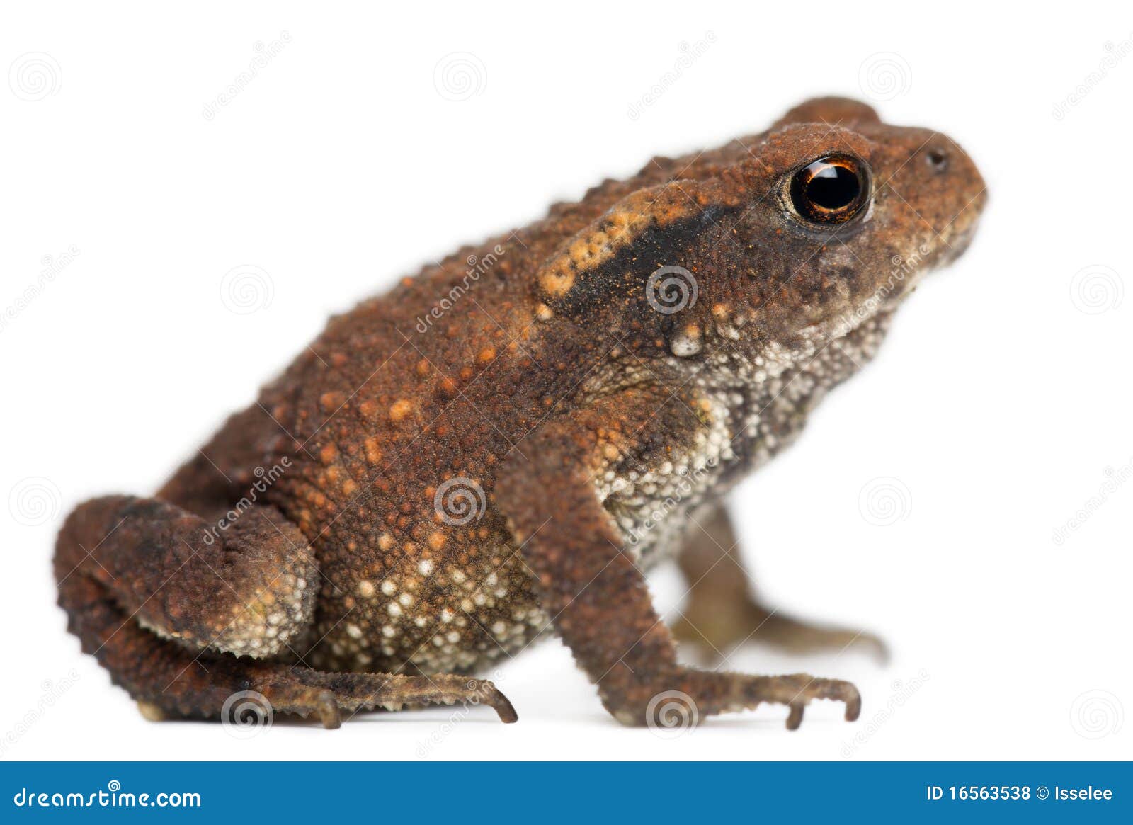 young common toad, bufo bufo