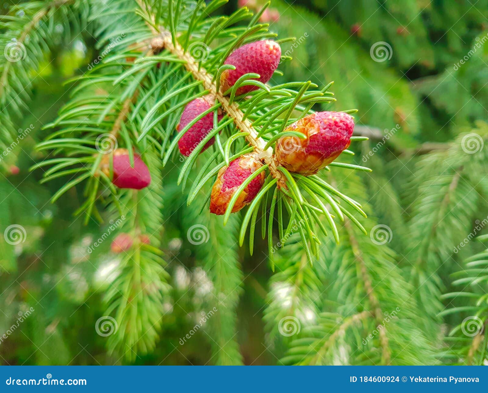 young cones of the fir