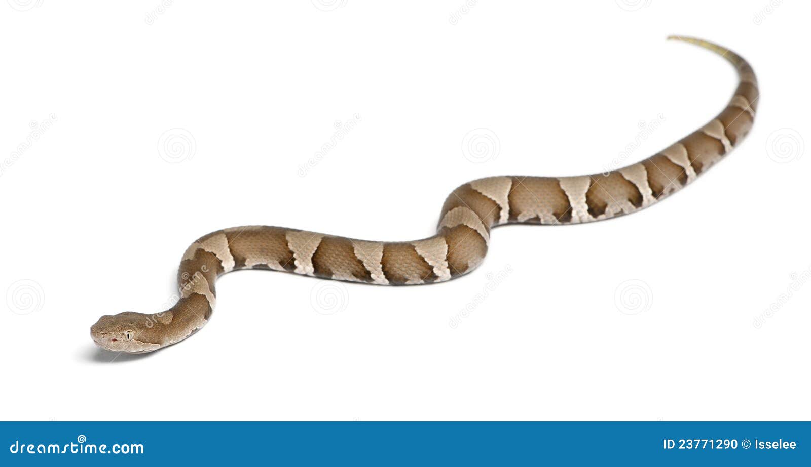 Young Copperhead Snake Or Highland Moccasin Stock Photo Image 23771290