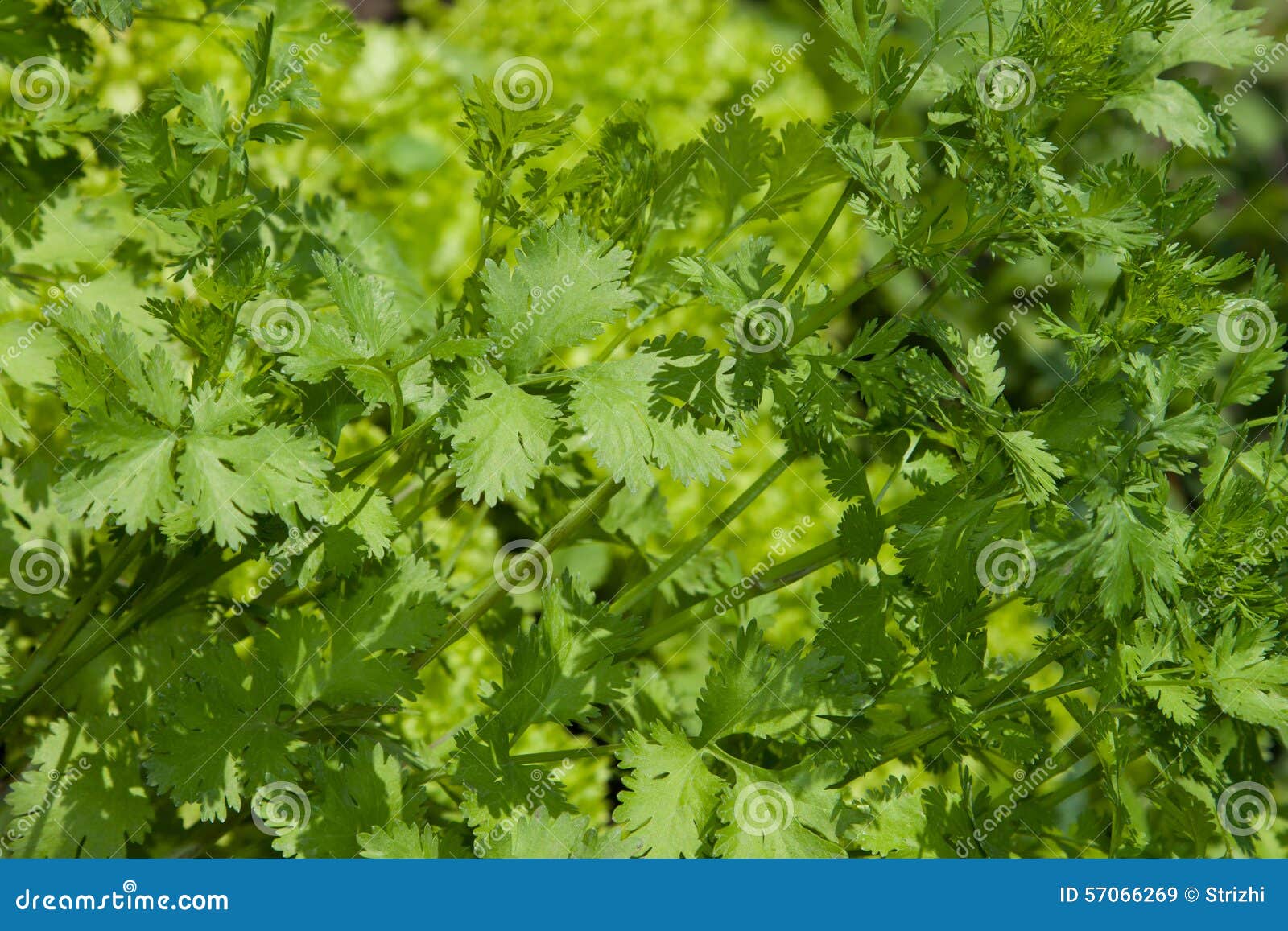 Young coriander herb plant stock image. Image of herb 57066269