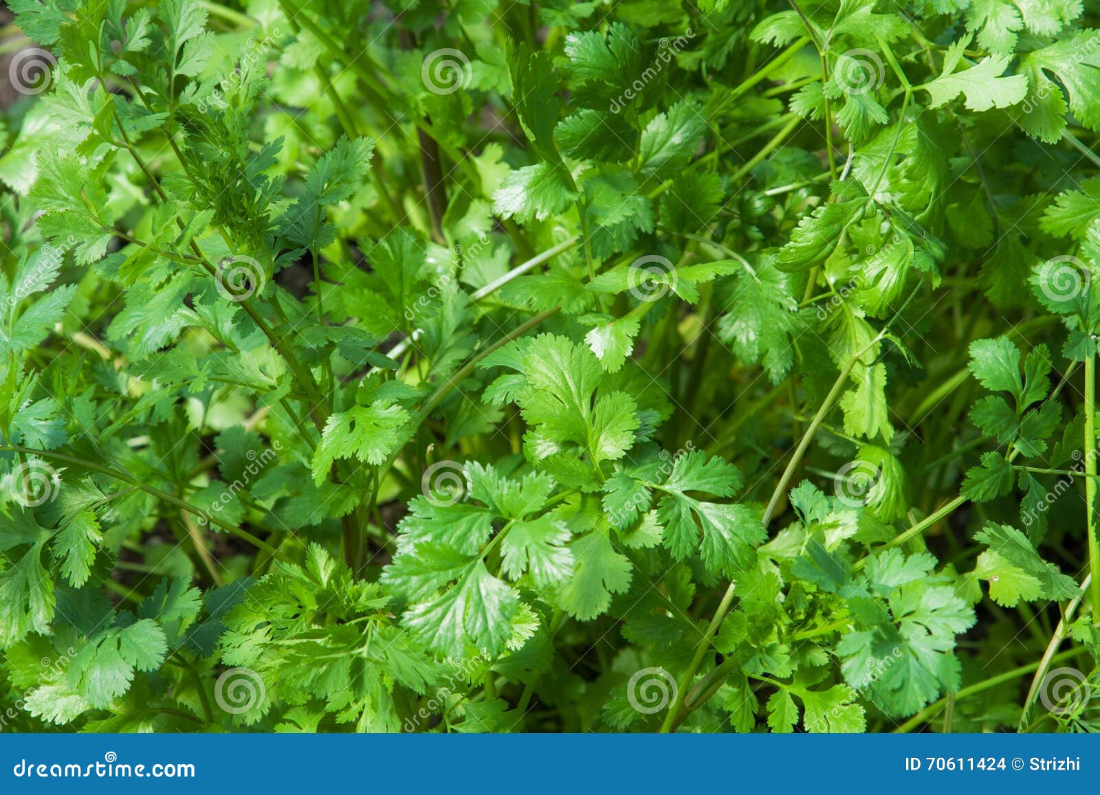 Young coriander herb plant stock photo. Image of coriander 70611424