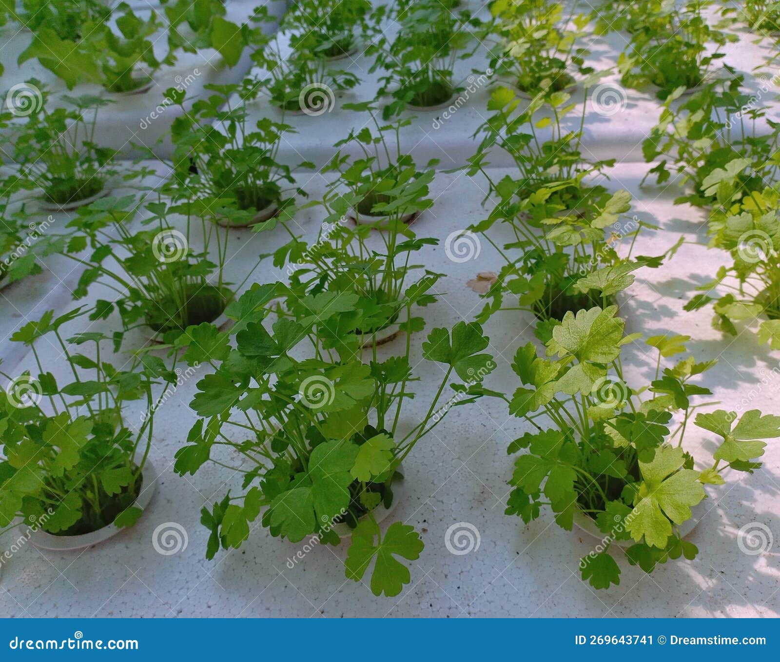 Young Coriander Plants in the Nursery Stock Image Image of herbs