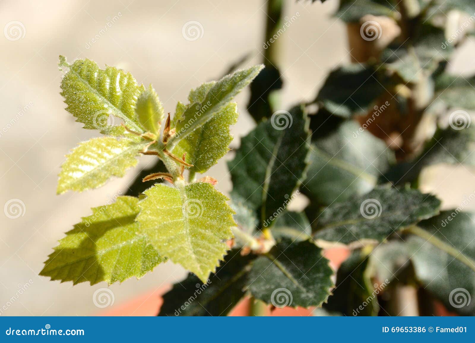Young cork oak leaves stock photo. Image of skin, branch 69653386