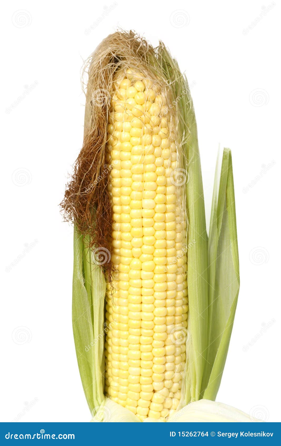 Young corn cob stock photo. Image of fields, sweet, canning 15262764