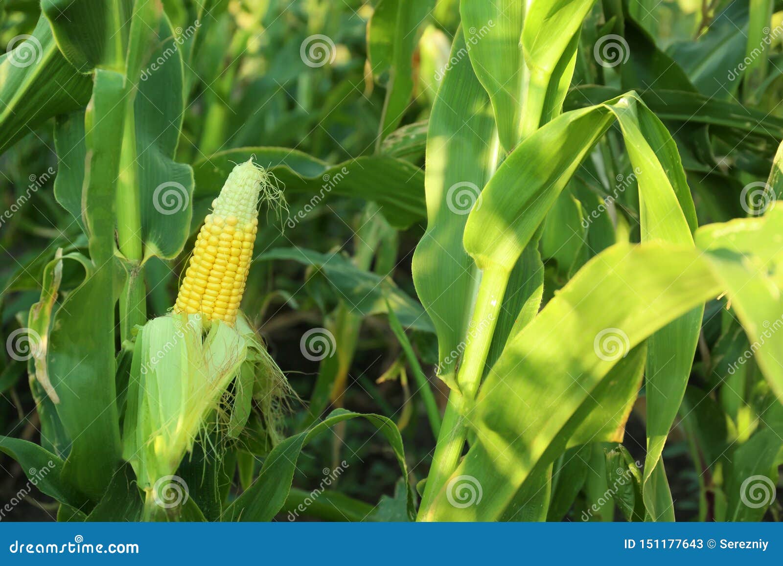 Young corn cob in field stock image. Image of crop, cornfield 151177643