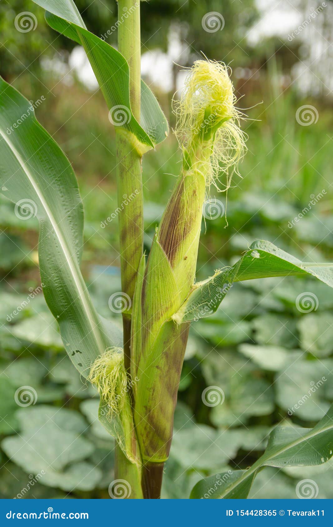 Young Corn Cob on Tree, Fresh Young Green Corn with Leaves Stock Image