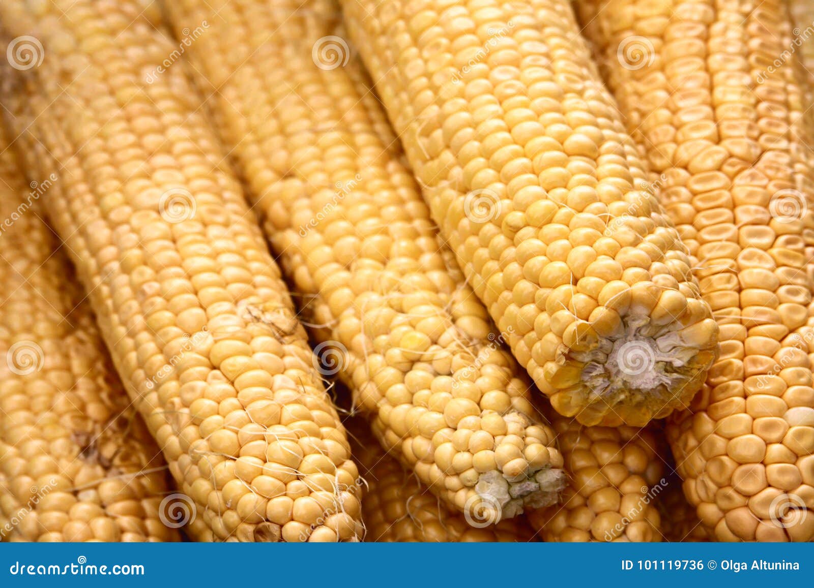 Young corn cobs stock photo. Image of food, health, growing 101119736