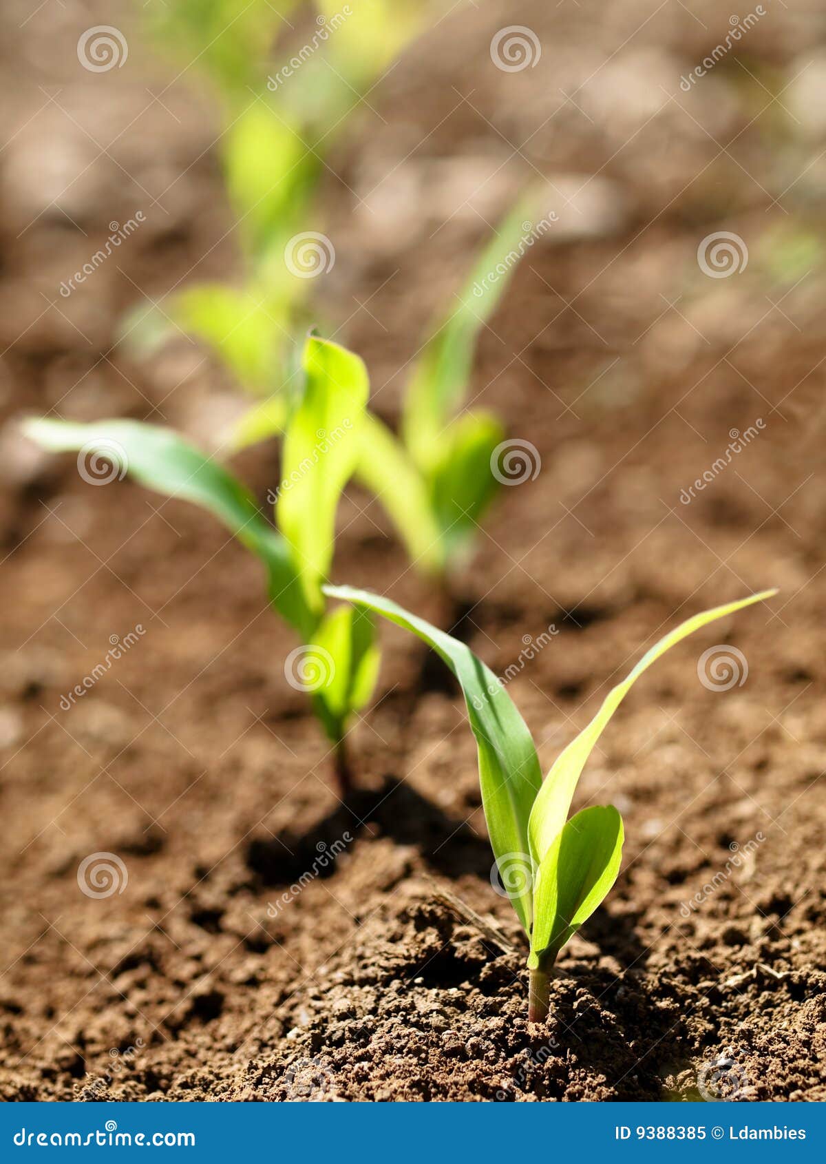 Young Corn Plant Sprout Growth Stages Stock Photo