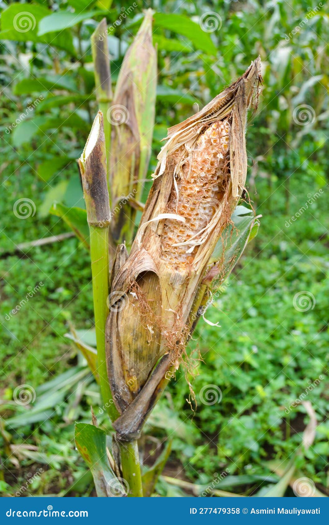 Young Corn Failed To Harvest Which Was Eaten by Rats Stock Photo