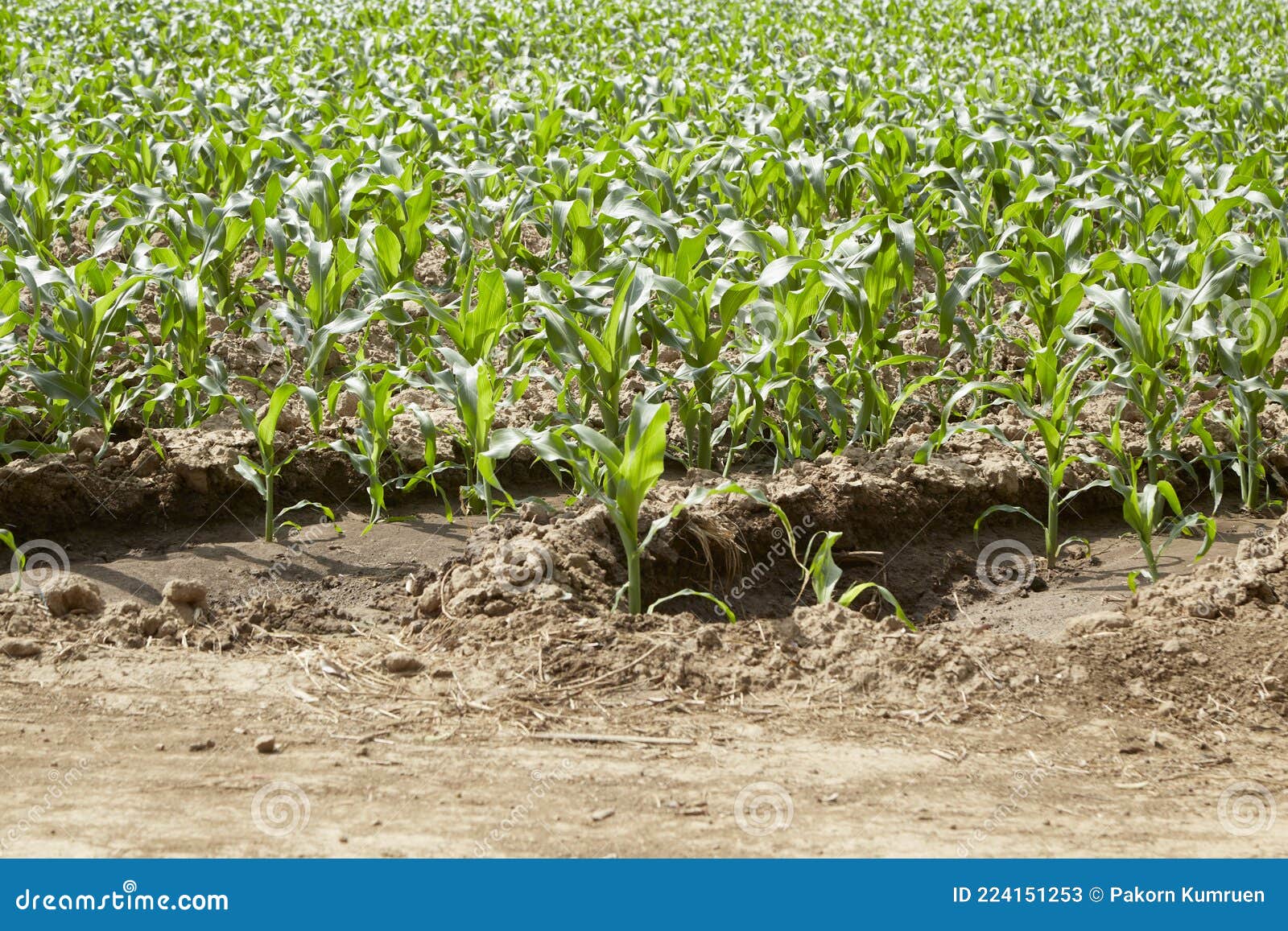Young Corn on a Field at Sunshine Stock Image Image of bright, nature