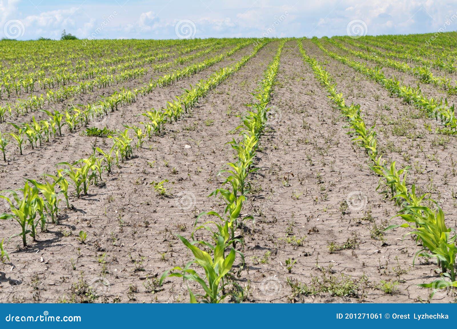 In the Field, Young Corn is Treated with Herbicides To Protect Against