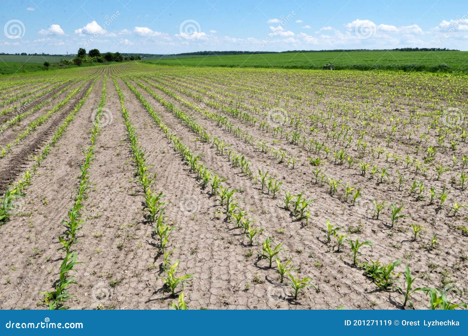 In the Field, Young Corn is Treated with Herbicides To Protect Against