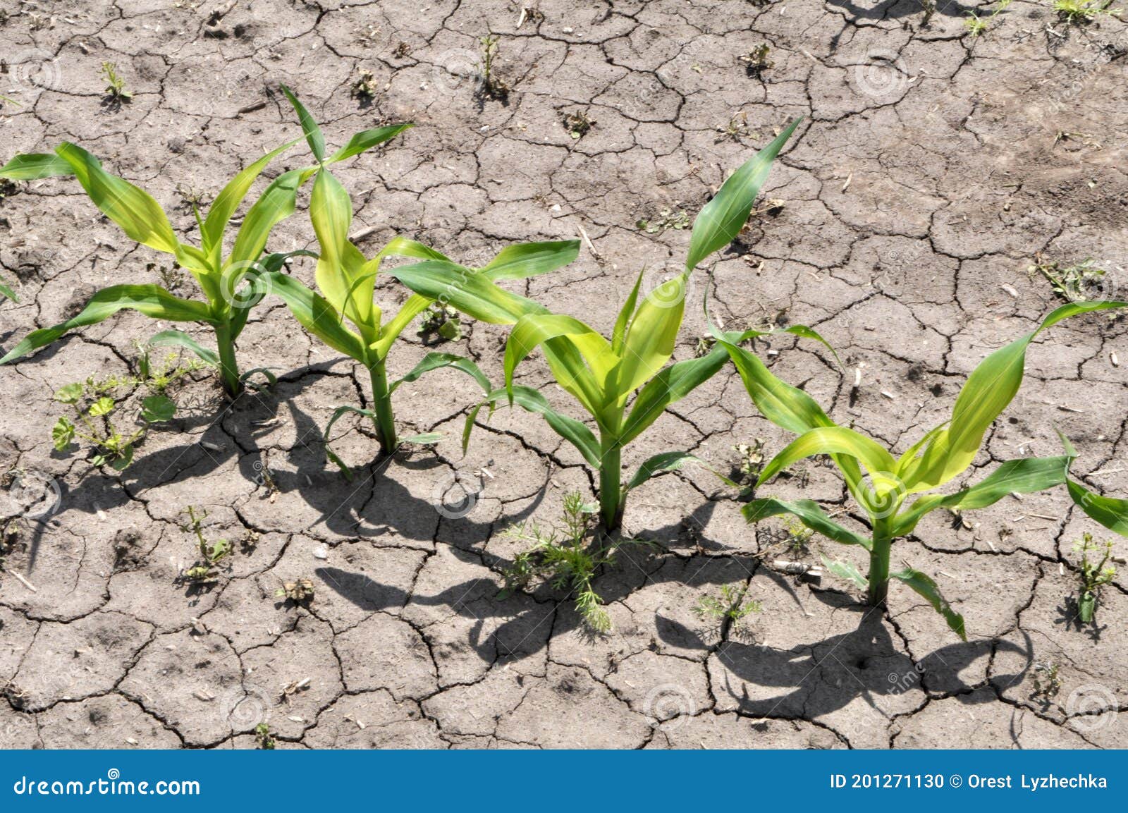 In the Field, Young Corn is Treated with Herbicides To Protect Against