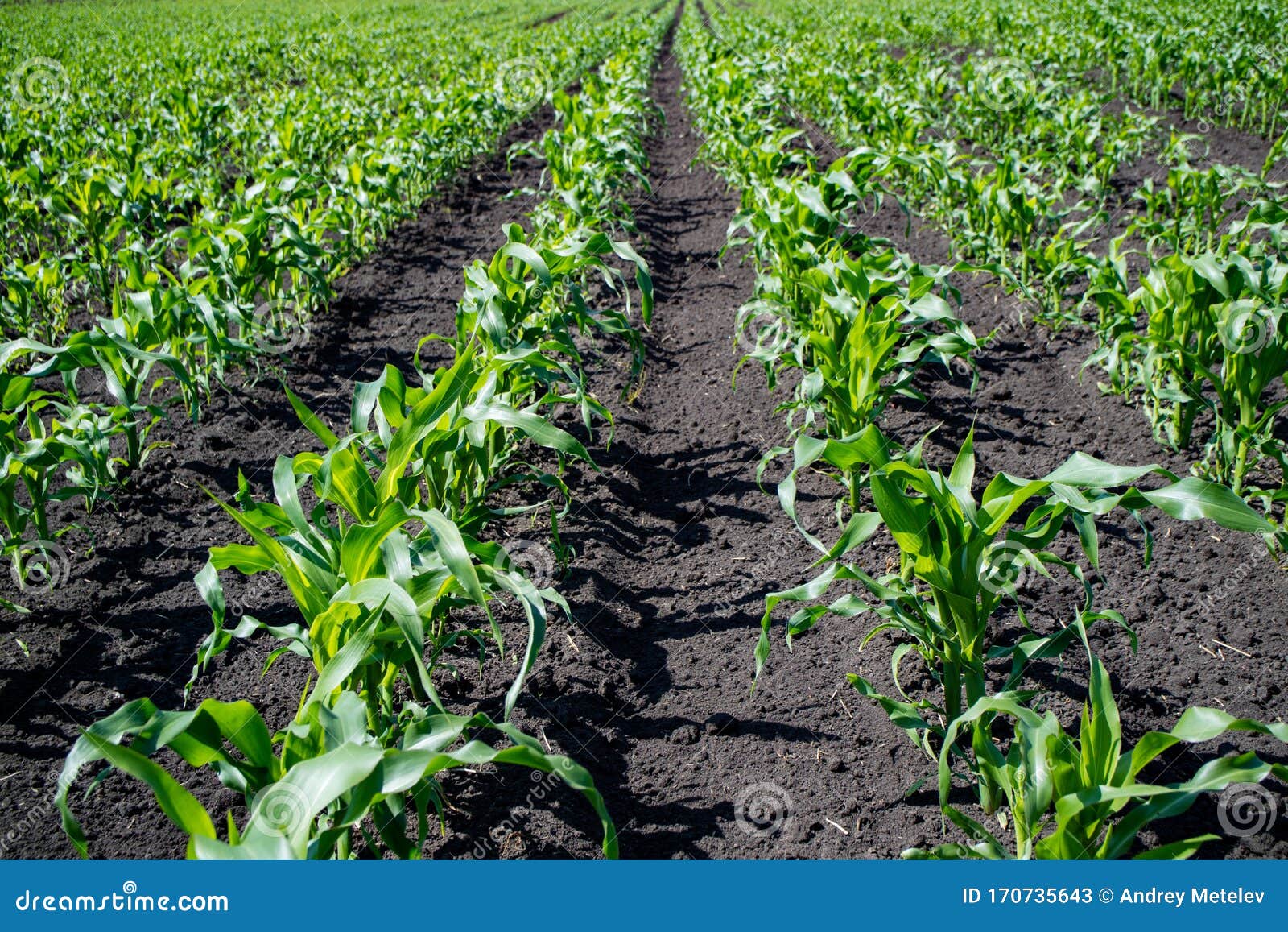 Young corn plant