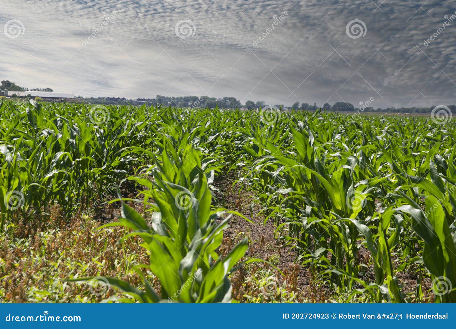 Young Corn Plants in a Field Editorial Stock Photo Image of